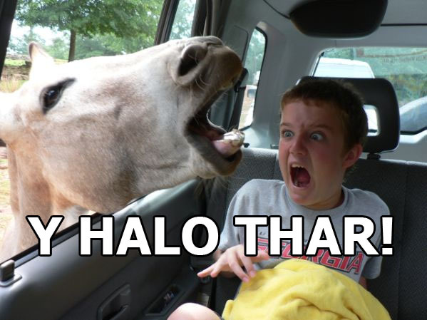 halo_horse.jpg